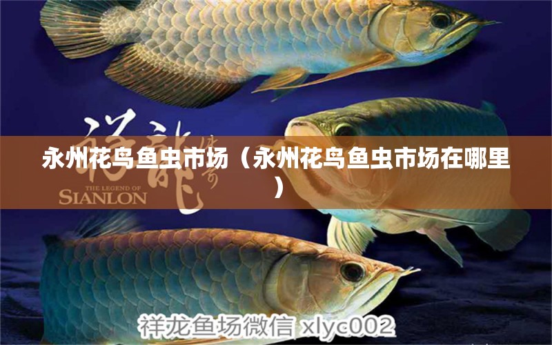 永州花鸟鱼虫市场（永州花鸟鱼虫市场在哪里） 观赏鱼水族批发市场