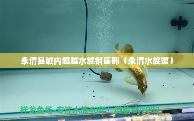 永清县城内超越水族销售部（永清水族馆） 全国水族馆企业名录
