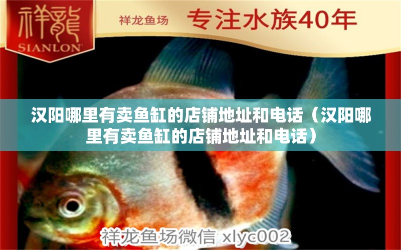 汉阳哪里有卖鱼缸的店铺地址和电话（汉阳哪里有卖鱼缸的店铺地址和电话） 白玉红龙鱼