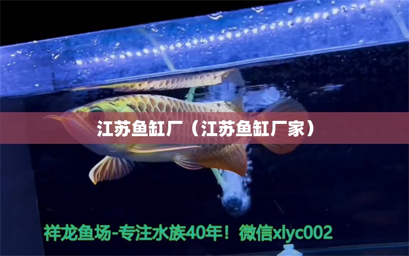 江苏鱼缸厂（江苏鱼缸厂家） 祥龙赫舞红龙鱼