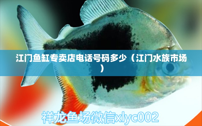 江门鱼缸专卖店电话号码多少（江门水族市场） 稀有金龙鱼