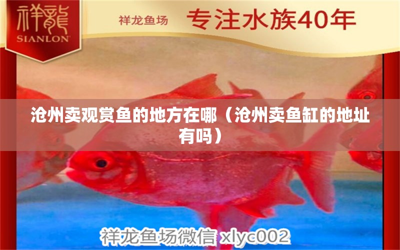 沧州卖观赏鱼的地方在哪（沧州卖鱼缸的地址有吗） 帝王血钻
