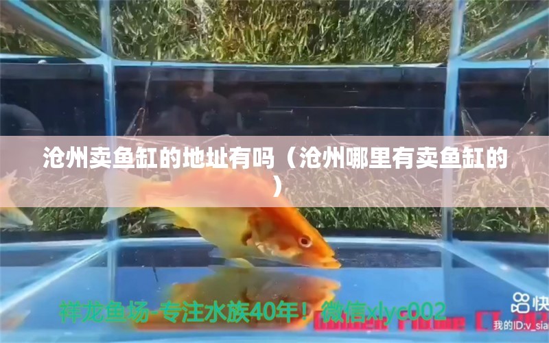 沧州卖鱼缸的地址有吗（沧州哪里有卖鱼缸的） 其他品牌鱼缸