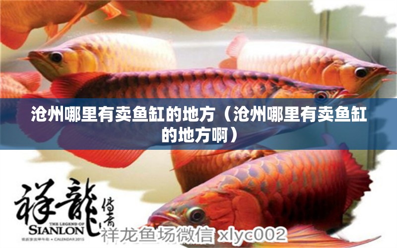 沧州哪里有卖鱼缸的地方（沧州哪里有卖鱼缸的地方啊） 其他品牌鱼缸