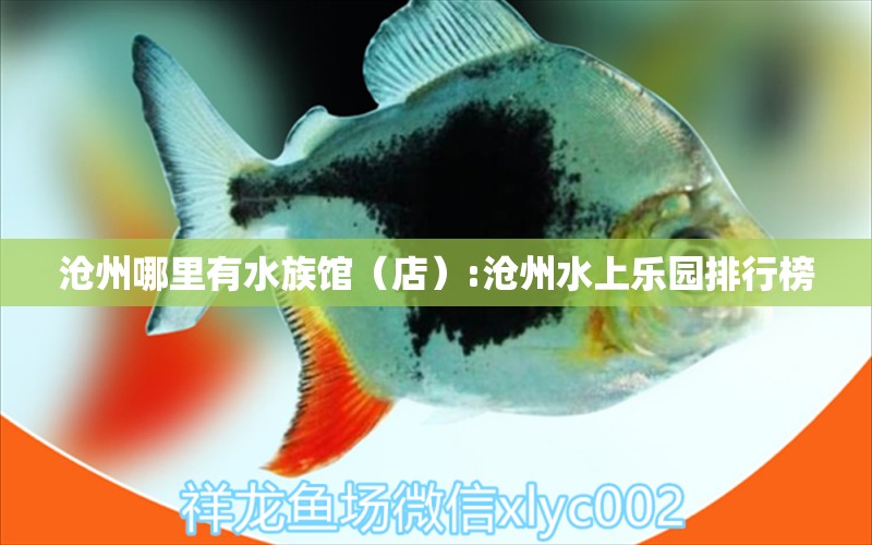 沧州哪里有水族馆（店）:沧州水上乐园排行榜 观赏鱼水族批发市场