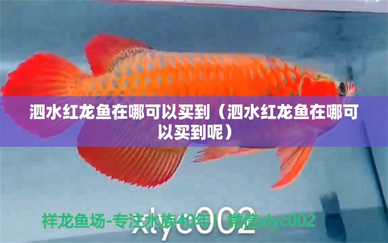 泗水红龙鱼在哪可以买到（泗水红龙鱼在哪可以买到呢） 泗水龙鱼
