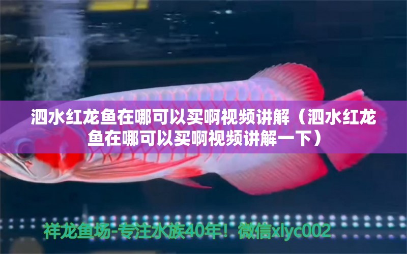 泗水红龙鱼在哪可以买啊视频讲解（泗水红龙鱼在哪可以买啊视频讲解一下） 泗水龙鱼