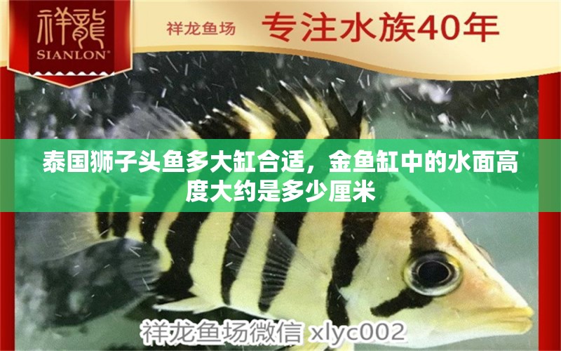 泰国狮子头鱼多大缸合适，金鱼缸中的水面高度大约是多少厘米