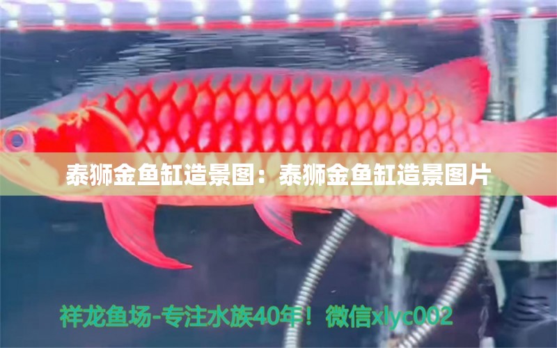 泰狮金鱼缸造景图：泰狮金鱼缸造景图片 观赏鱼市场（混养鱼）