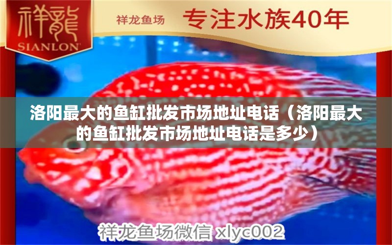 洛阳最大的鱼缸批发市场地址电话（洛阳最大的鱼缸批发市场地址电话是多少） 观赏鱼市场（混养鱼）