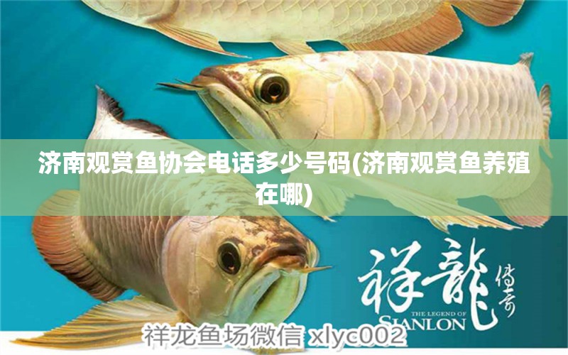 济南观赏鱼协会电话多少号码(济南观赏鱼养殖在哪) 印尼小红龙