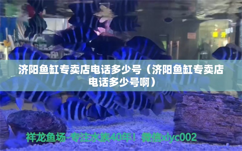 济阳鱼缸专卖店电话多少号（济阳鱼缸专卖店电话多少号啊） 巨骨舌鱼