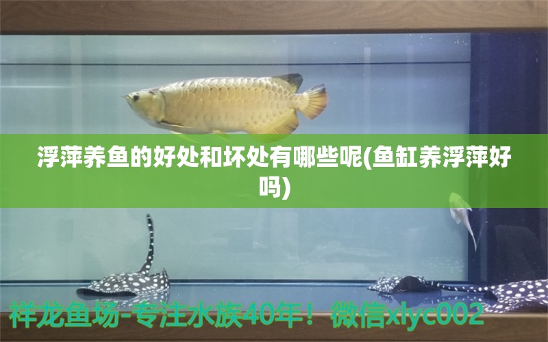 浮萍养鱼的好处和坏处有哪些呢(鱼缸养浮萍好吗) 广州水族器材滤材批发市场