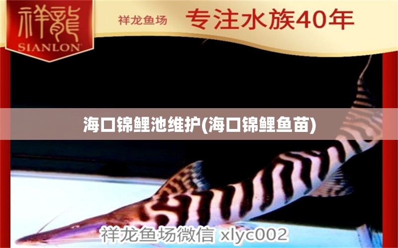 海口锦鲤池维护(海口锦鲤鱼苗) 广州水族器材滤材批发市场