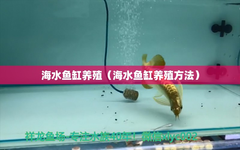 海水鱼缸养殖（海水鱼缸养殖方法） 海水鱼