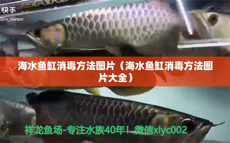 海水鱼缸消毒方法图片（海水鱼缸消毒方法图片大全） 过背金龙鱼