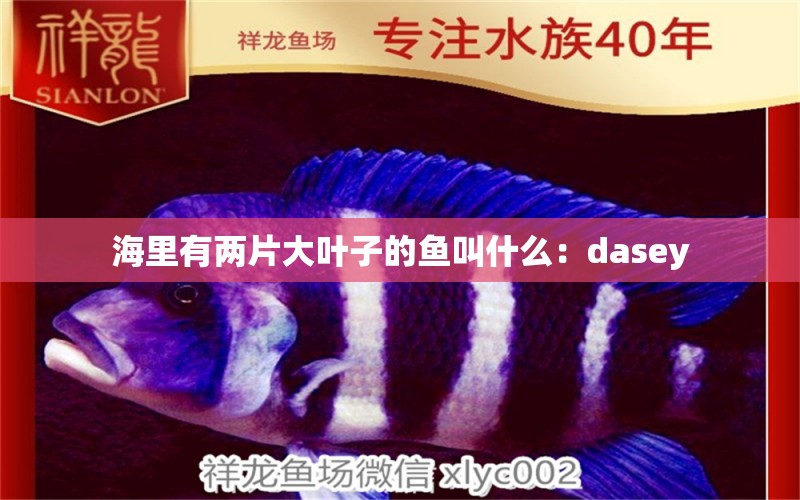海里有两片大叶子的鱼叫什么：dasey