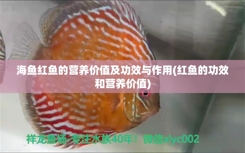 海鱼红鱼的营养价值及功效与作用(红鱼的功效和营养价值)