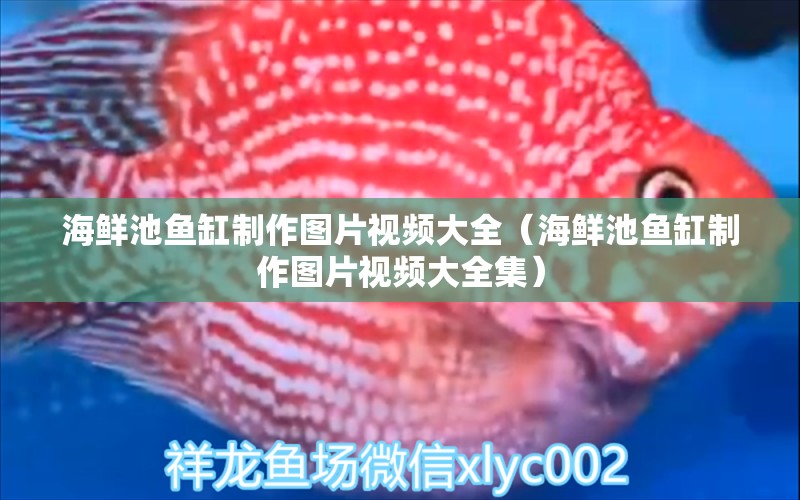 海鲜池鱼缸制作图片视频大全（海鲜池鱼缸制作图片视频大全集） 观赏鱼市场（混养鱼）