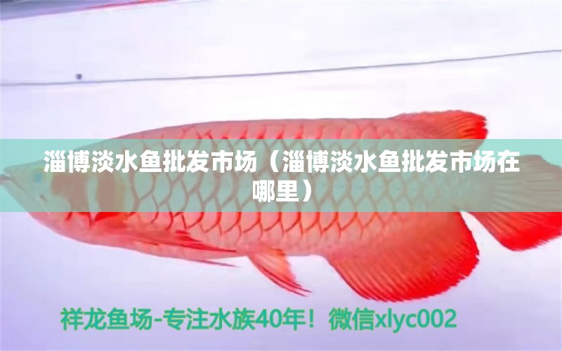 淄博淡水鱼批发市场（淄博淡水鱼批发市场在哪里） 广州龙鱼批发市场