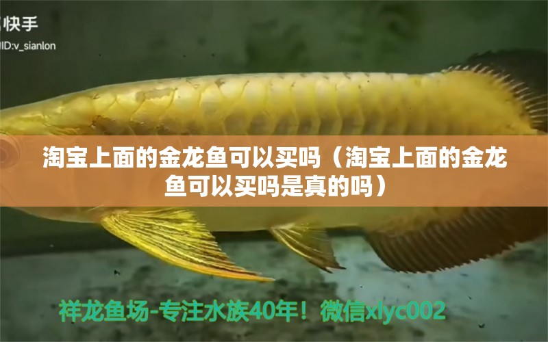 淘宝上面的金龙鱼可以买吗（淘宝上面的金龙鱼可以买吗是真的吗） 网上购买观赏鱼