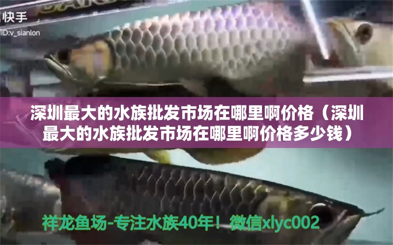 深圳最大的水族批发市场在哪里啊价格（深圳最大的水族批发市场在哪里啊价格多少钱） 玫瑰银版鱼
