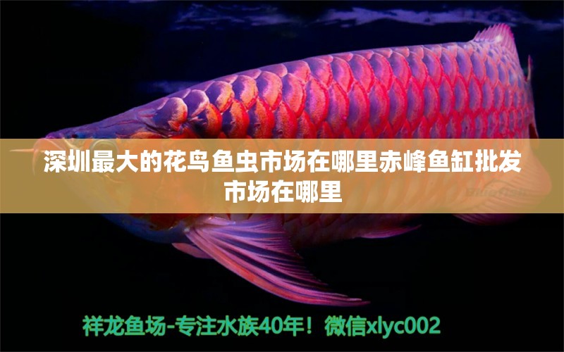 深圳最大的花鸟鱼虫市场在哪里赤峰鱼缸批发市场在哪里 观赏鱼