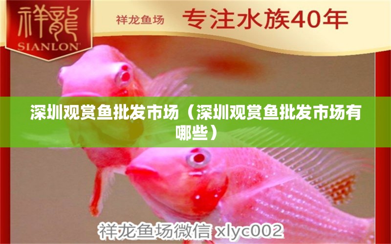深圳观赏鱼批发市场（深圳观赏鱼批发市场有哪些） 黄金猫鱼