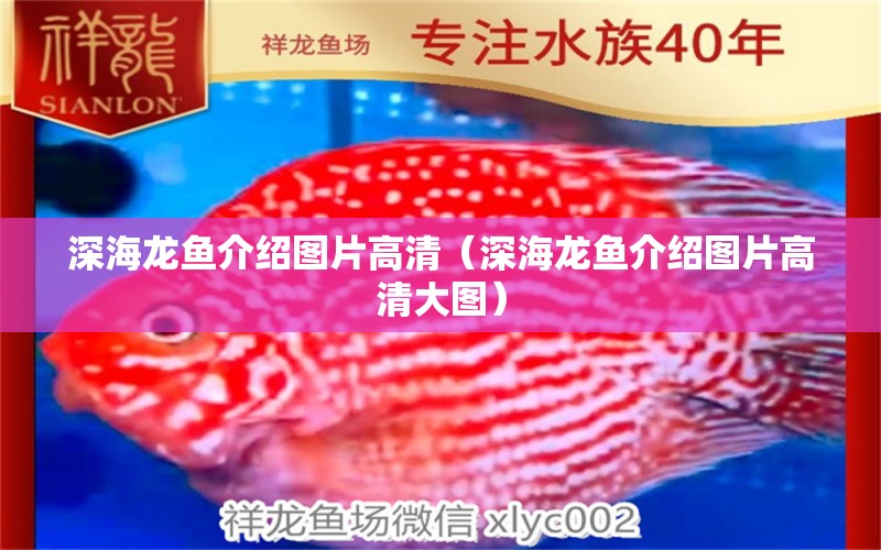 深海龙鱼介绍图片高清（深海龙鱼介绍图片高清大图） 广州龙鱼批发市场