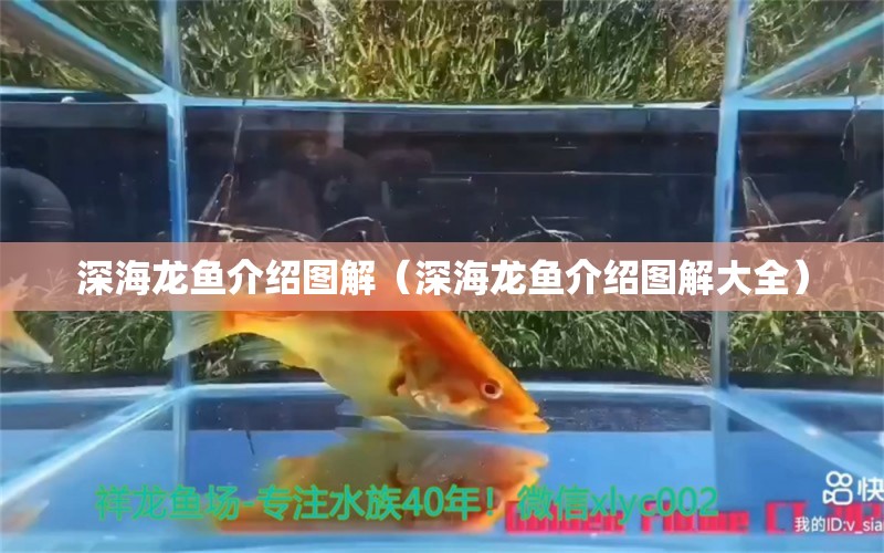 深海龙鱼介绍图解（深海龙鱼介绍图解大全） 广州龙鱼批发市场