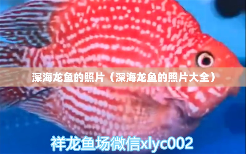 深海龙鱼的照片（深海龙鱼的照片大全） 广州龙鱼批发市场