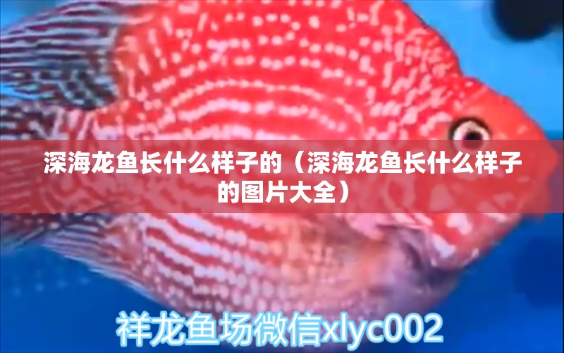 深海龙鱼长什么样子的（深海龙鱼长什么样子的图片大全） 广州龙鱼批发市场