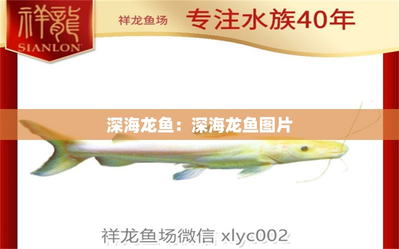 深海龙鱼：深海龙鱼图片 黄金猫鱼