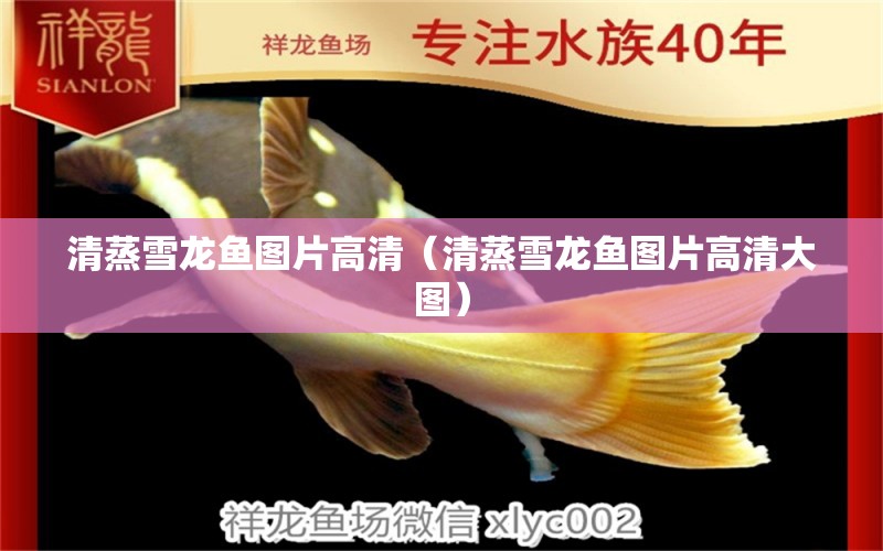 清蒸雪龙鱼图片高清（清蒸雪龙鱼图片高清大图） 广州龙鱼批发市场