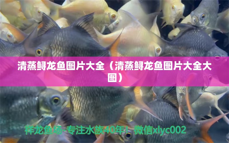 清蒸鲟龙鱼图片大全（清蒸鲟龙鱼图片大全大图） 广州龙鱼批发市场