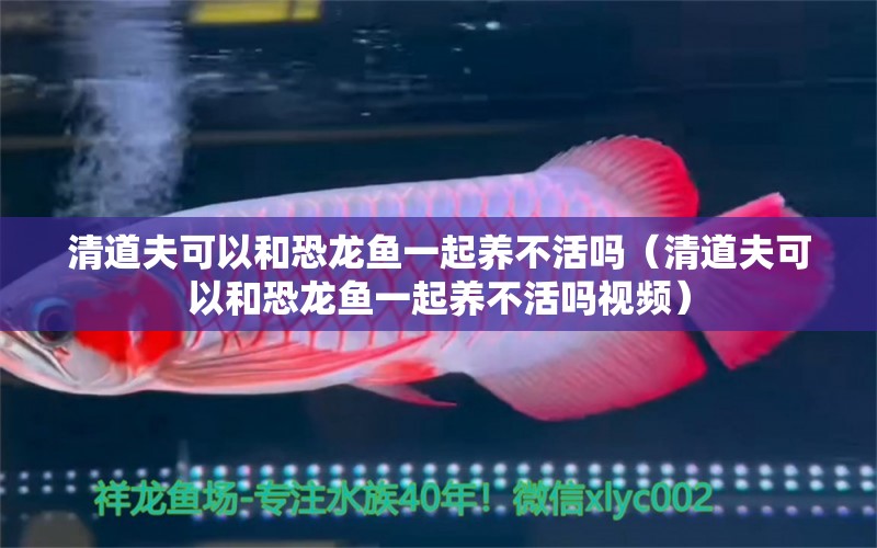清道夫可以和恐龙鱼一起养不活吗（清道夫可以和恐龙鱼一起养不活吗视频） 广州龙鱼批发市场