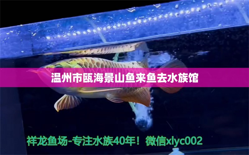 温州市瓯海景山鱼来鱼去水族馆