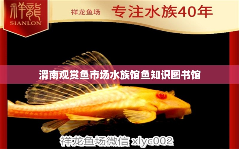 渭南观赏鱼市场水族馆鱼知识图书馆 观赏鱼市场（混养鱼）