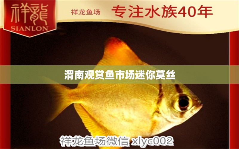 渭南观赏鱼市场迷你莫丝 观赏鱼市场（混养鱼）