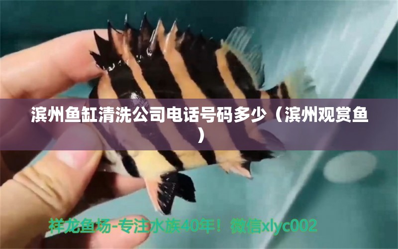 滨州鱼缸清洗公司电话号码多少（滨州观赏鱼） 锦鲤鱼