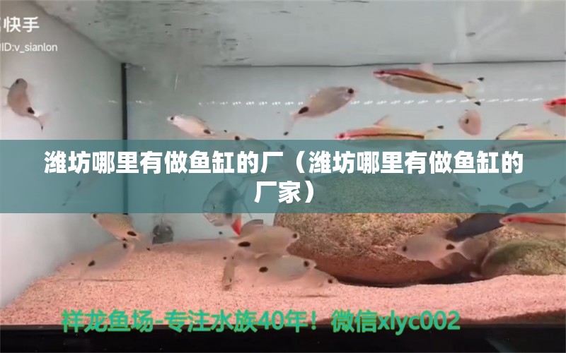 潍坊哪里有做鱼缸的厂（潍坊哪里有做鱼缸的厂家） 观赏鱼市场（混养鱼）