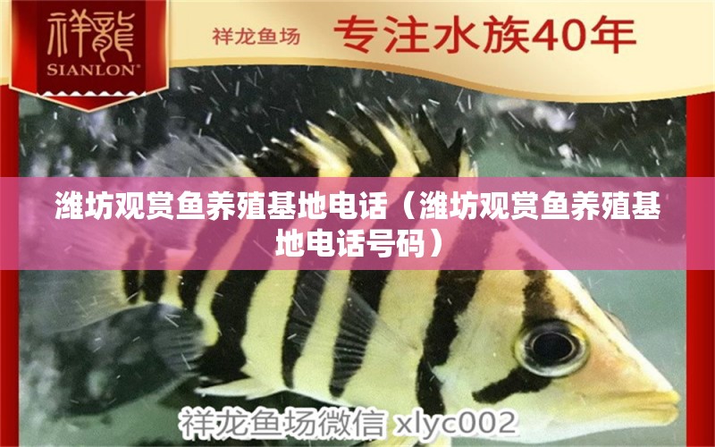 潍坊观赏鱼养殖基地电话（潍坊观赏鱼养殖基地电话号码） 观赏鱼市场（混养鱼）