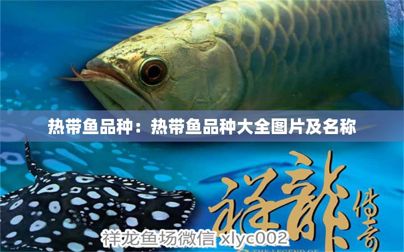 热带鱼品种：热带鱼品种大全图片及名称