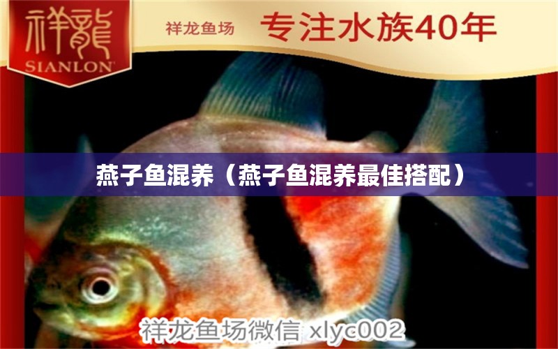 燕子鱼混养（燕子鱼混养最佳搭配） 广州龙鱼批发市场