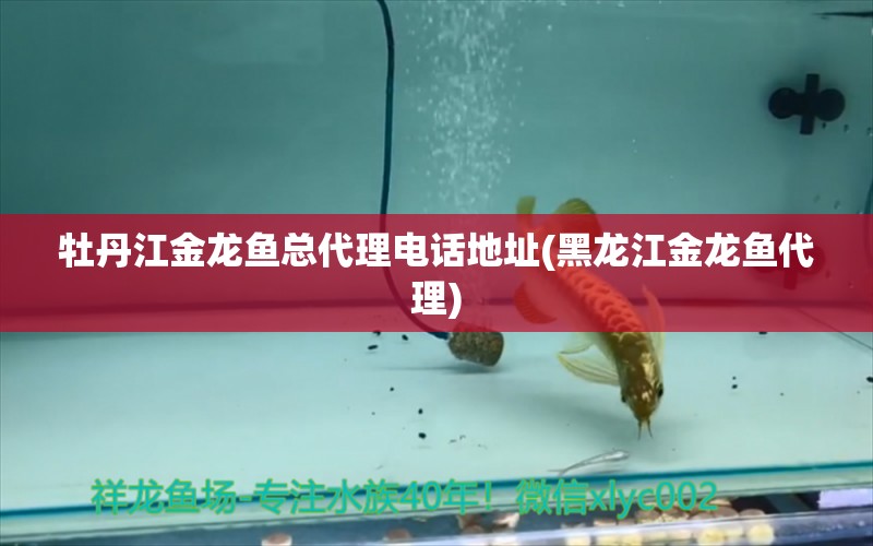 牡丹江金龙鱼总代理电话地址(黑龙江金龙鱼代理) 黄鳍鲳鱼