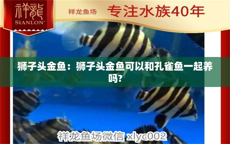 狮子头金鱼：狮子头金鱼可以和孔雀鱼一起养吗?