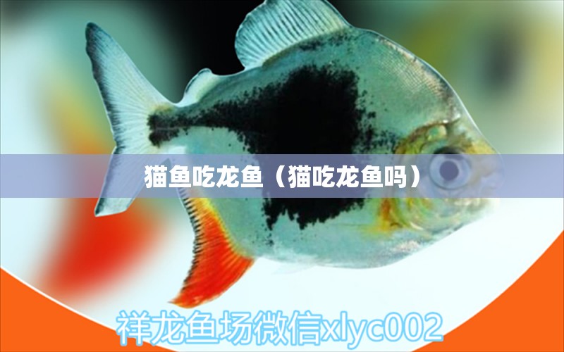 猫鱼吃龙鱼（猫吃龙鱼吗） 广州龙鱼批发市场