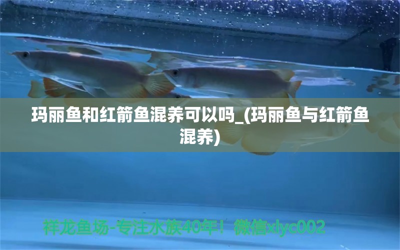 玛丽鱼和红箭鱼混养可以吗_(玛丽鱼与红箭鱼混养) 广州水族批发市场