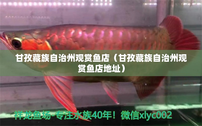甘孜藏族自治州观赏鱼店（甘孜藏族自治州观赏鱼店地址） 观赏鱼市场