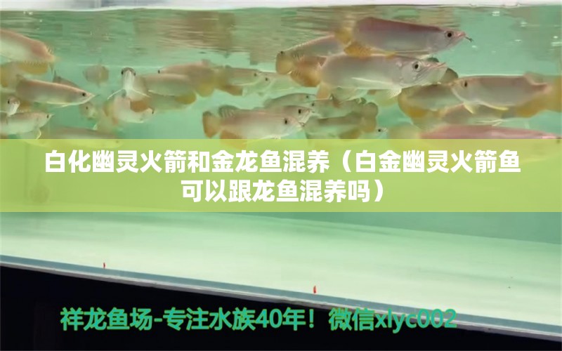 白化幽灵火箭和金龙鱼混养（白金幽灵火箭鱼可以跟龙鱼混养吗） 广州龙鱼批发市场